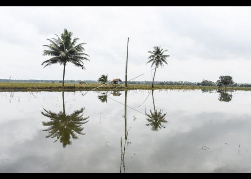 Ratusan Hektar Sawah di Pangandaran Terendam Banjir, Kementan Ajak Petani Manfaatkan Asuransi Pertanian